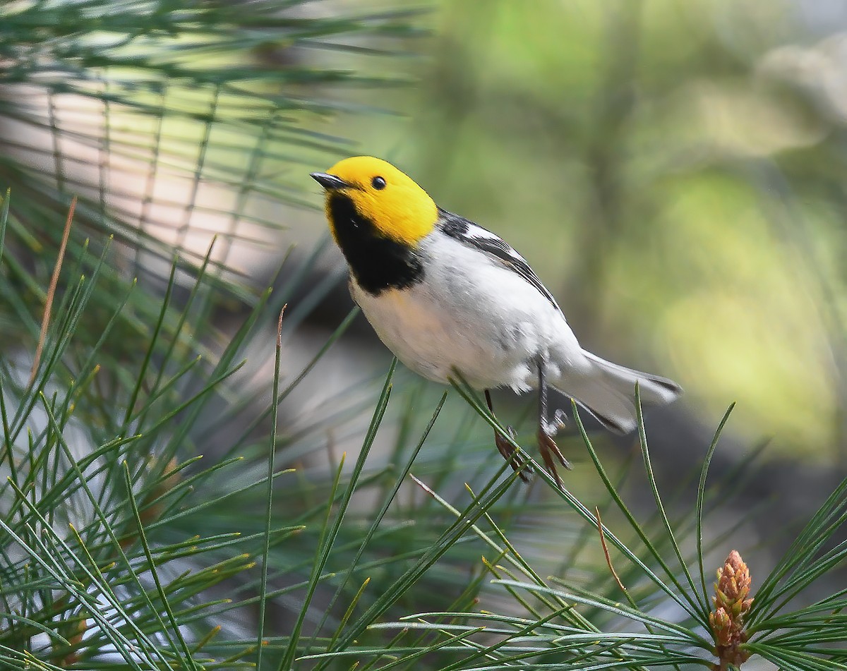 キガシラアメリカムシクイ - ML635910754