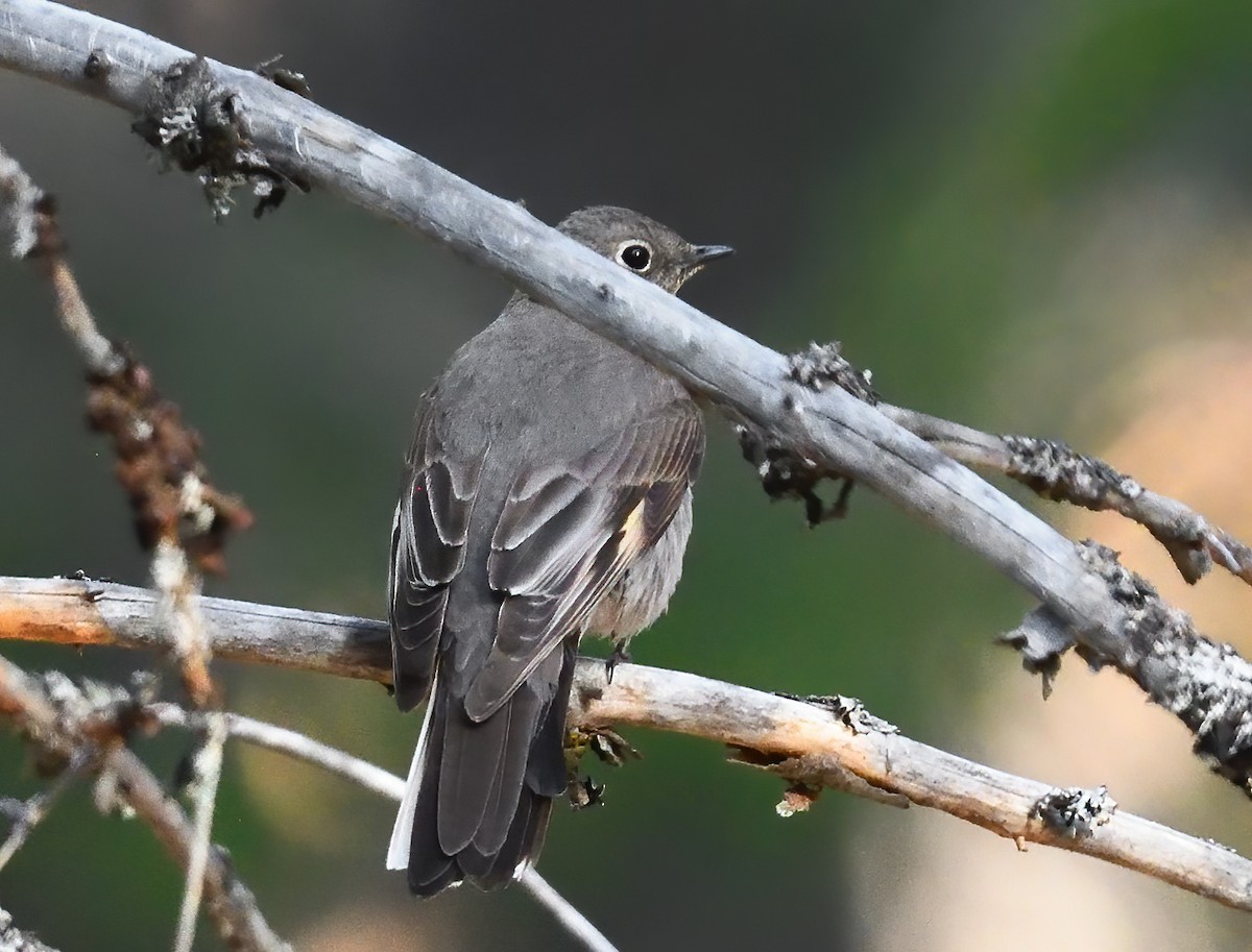 ハエトリツグミ - ML635910779