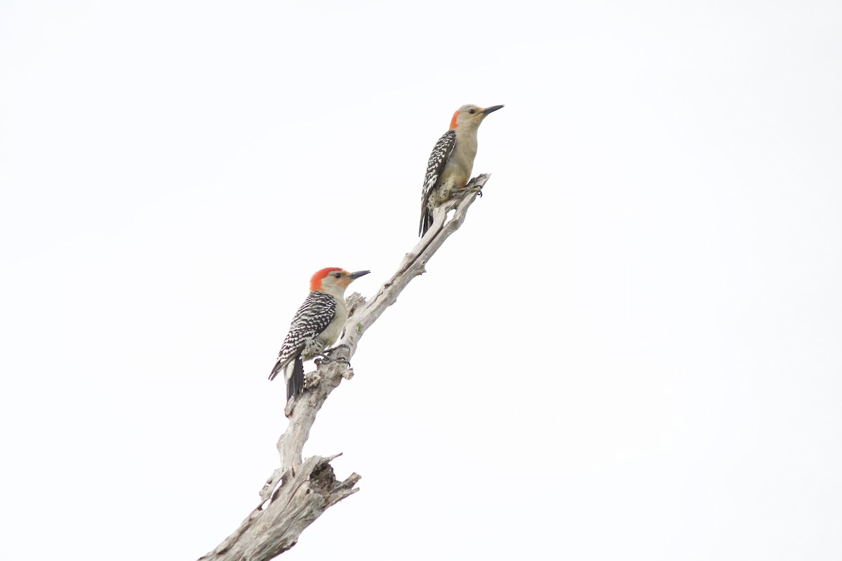 Red-bellied Woodpecker - ML635910815
