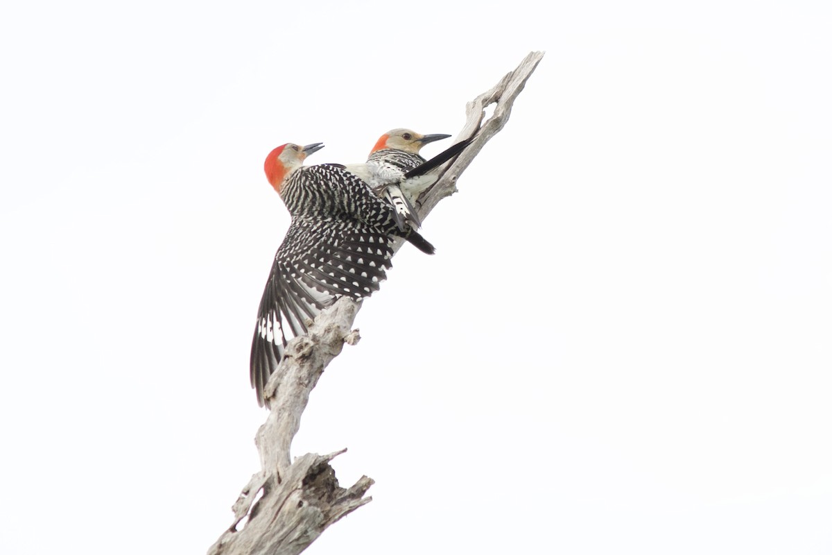 Red-bellied Woodpecker - ML635910843