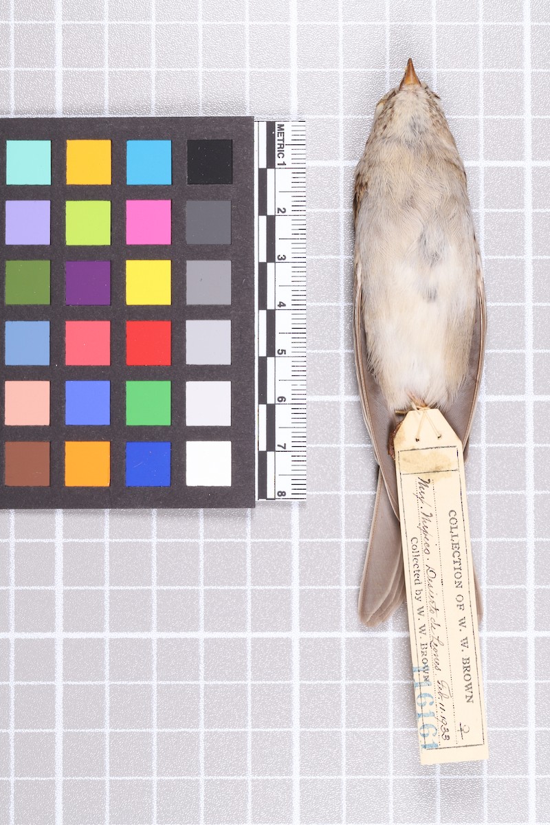 Chipping x Clay-colored Sparrow (hybrid) - ML635911199