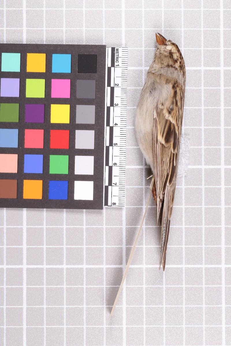 Chipping x Clay-colored Sparrow (hybrid) - ML635911200
