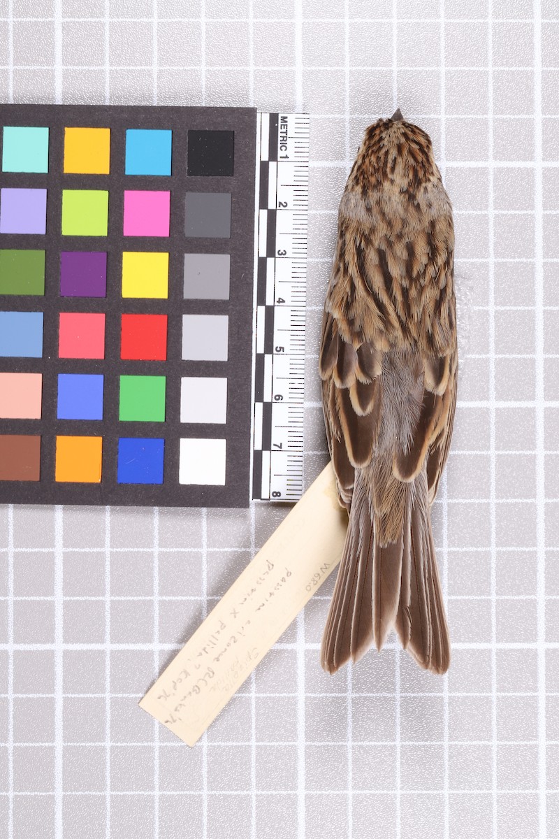 Chipping x Clay-colored Sparrow (hybrid) - ML635911201