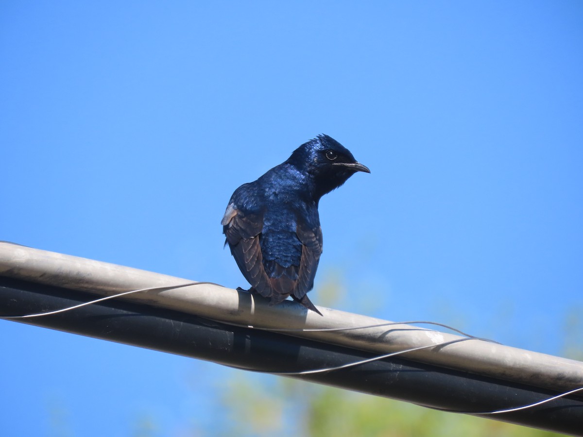 Purple Martin - ML635911530