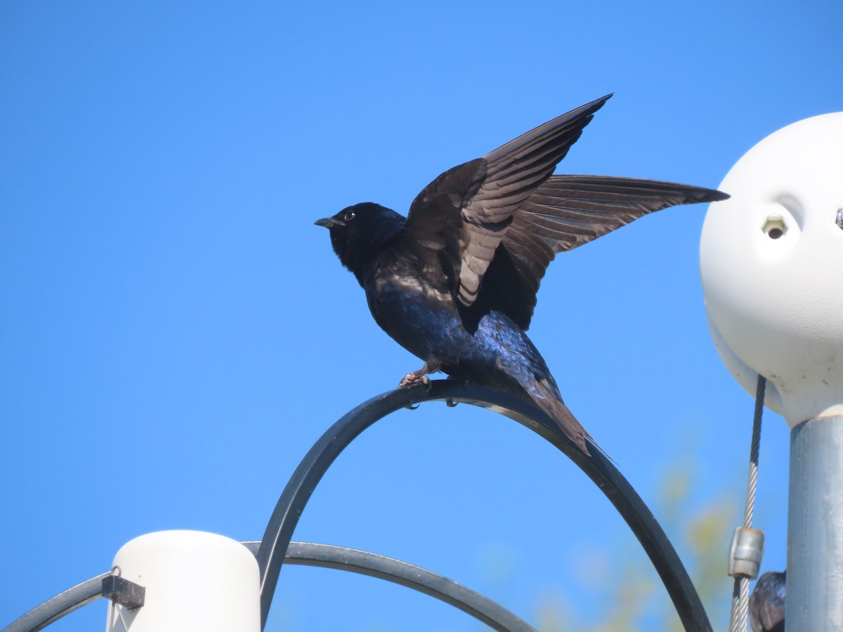Purple Martin - ML635911531