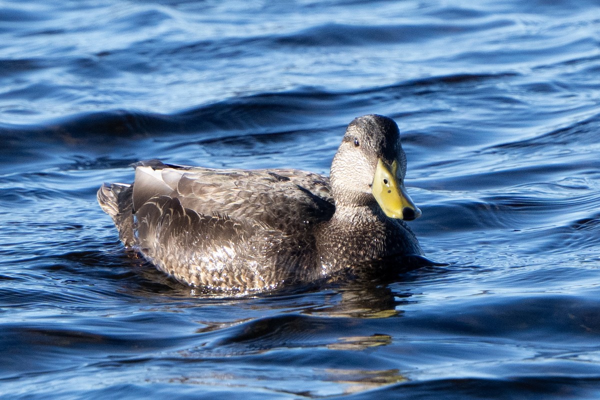 American Black Duck - ML635911552