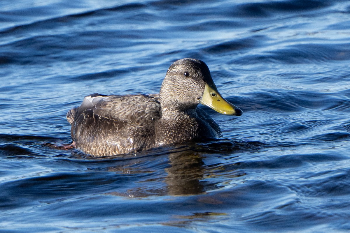 American Black Duck - ML635911555