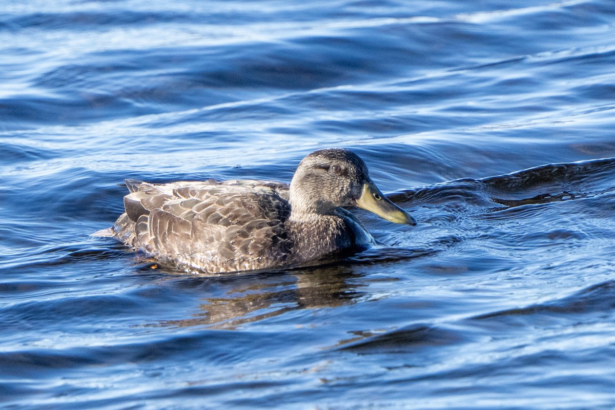 American Black Duck - ML635911556