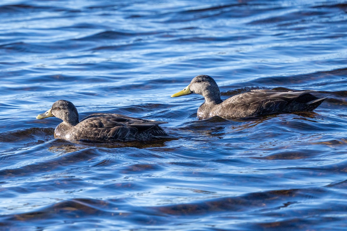 American Black Duck - ML635911557