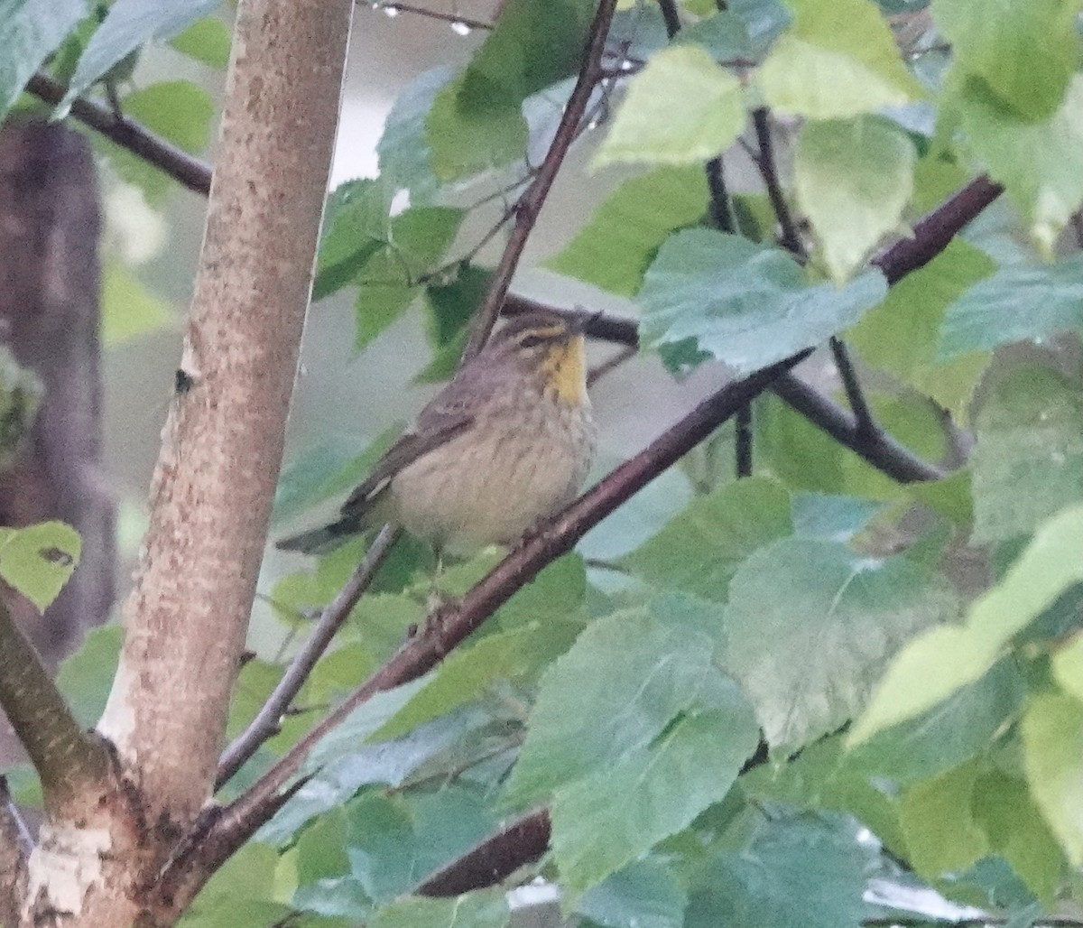 Palm Warbler (Western) - ML635911653