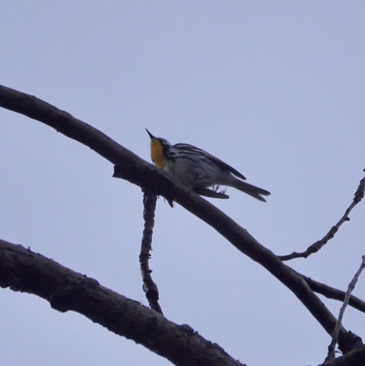 Yellow-throated Warbler - ML635911684