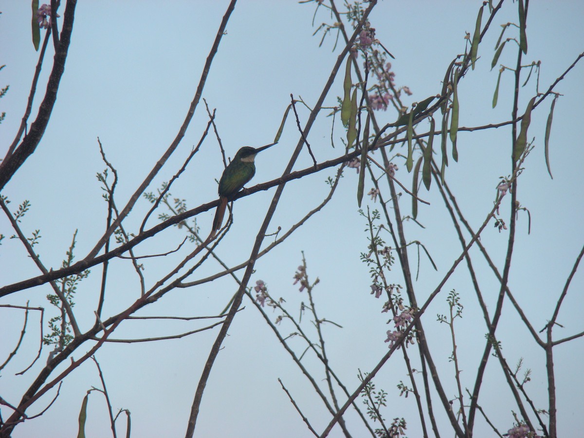 Jacamar à queue rousse - ML635911707