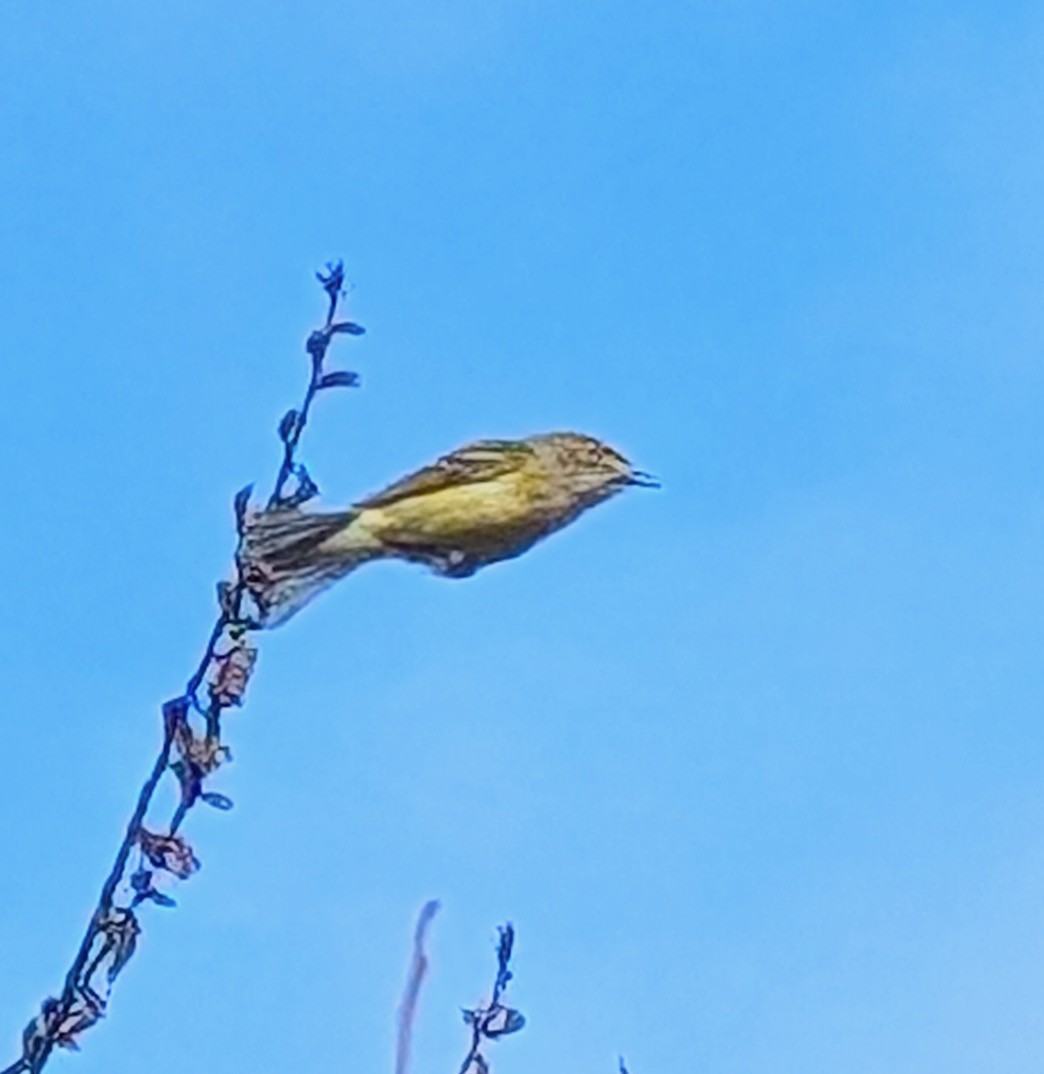ויראו לבן-עין - ML635911784