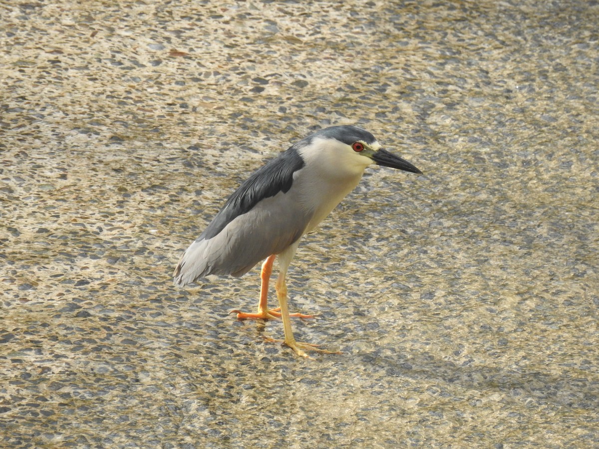 ゴイサギ - ML635911835