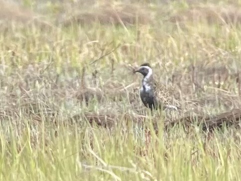 アメリカムナグロ - ML635911875