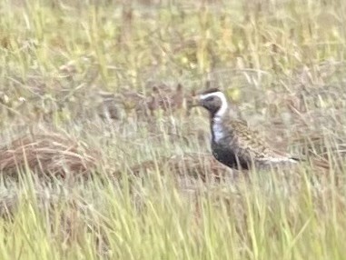 アメリカムナグロ - ML635911886