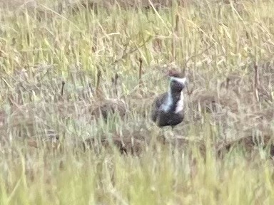 アメリカムナグロ - ML635911907