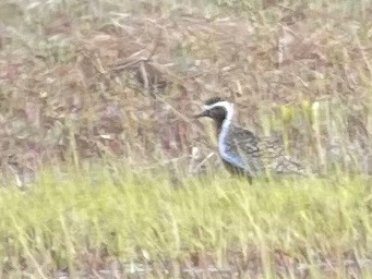 ムナグロ - ML635911928