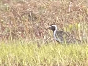 ムナグロ - ML635911945