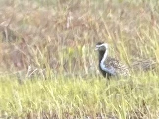 ムナグロ - ML635911956