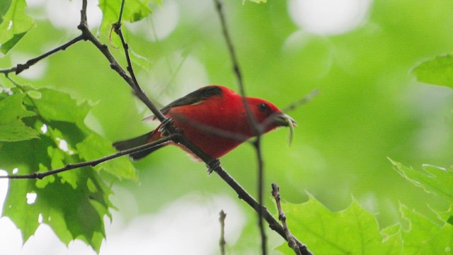 Scarlet Tanager - ML635911961