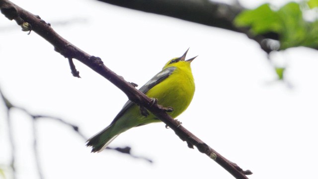 Blue-winged Warbler - ML635912014
