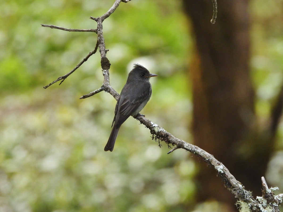 Dark Pewee - ML635912064