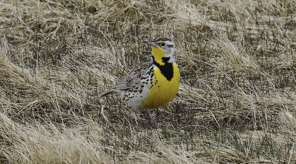 Western Meadowlark - ML635912097