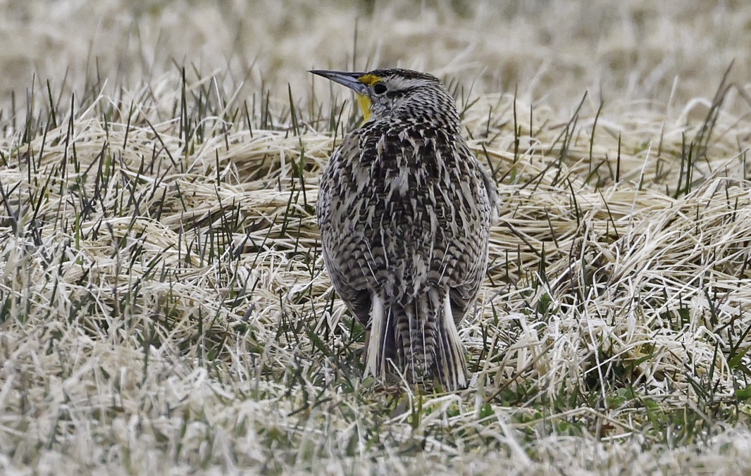 Western Meadowlark - ML635912106