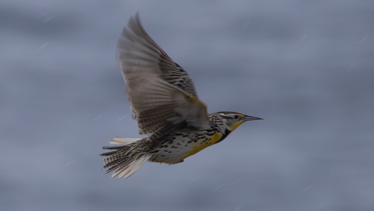 Western Meadowlark - ML635912107