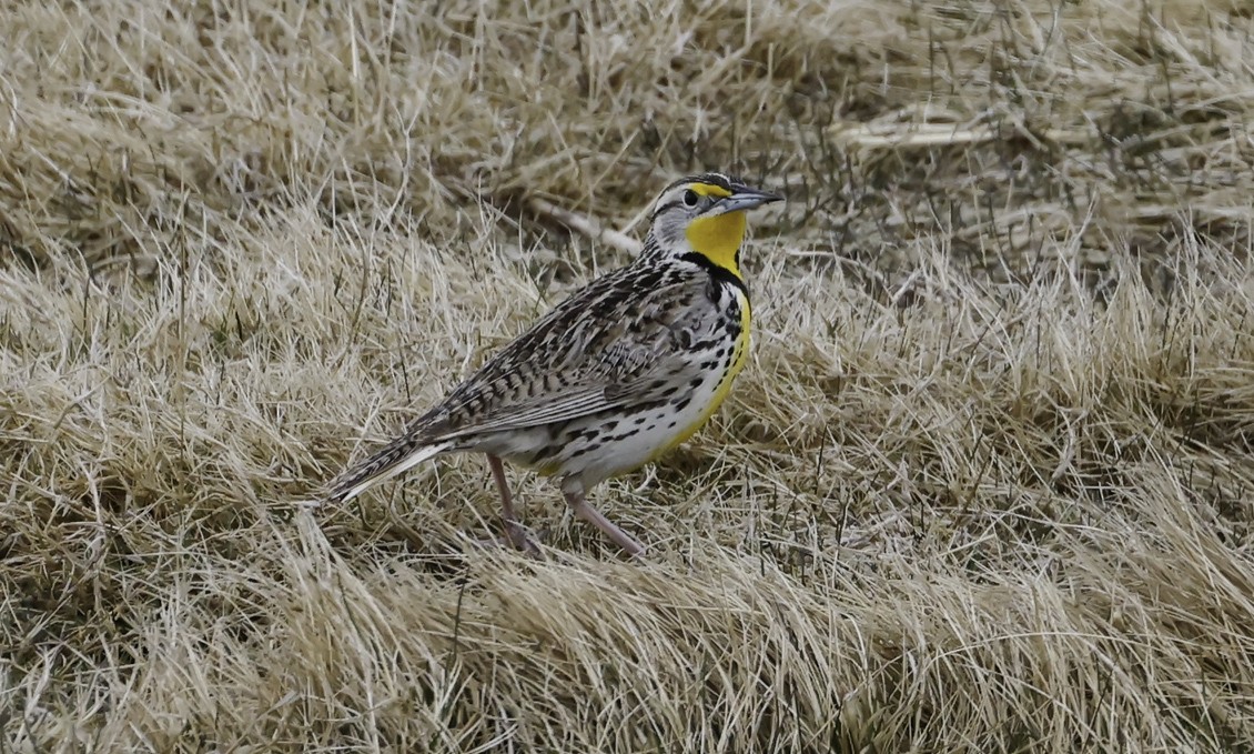Western Meadowlark - ML635912108