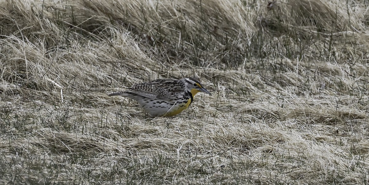 Western Meadowlark - ML635912109