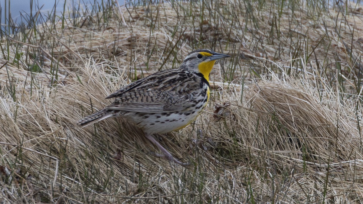 Western Meadowlark - ML635912110