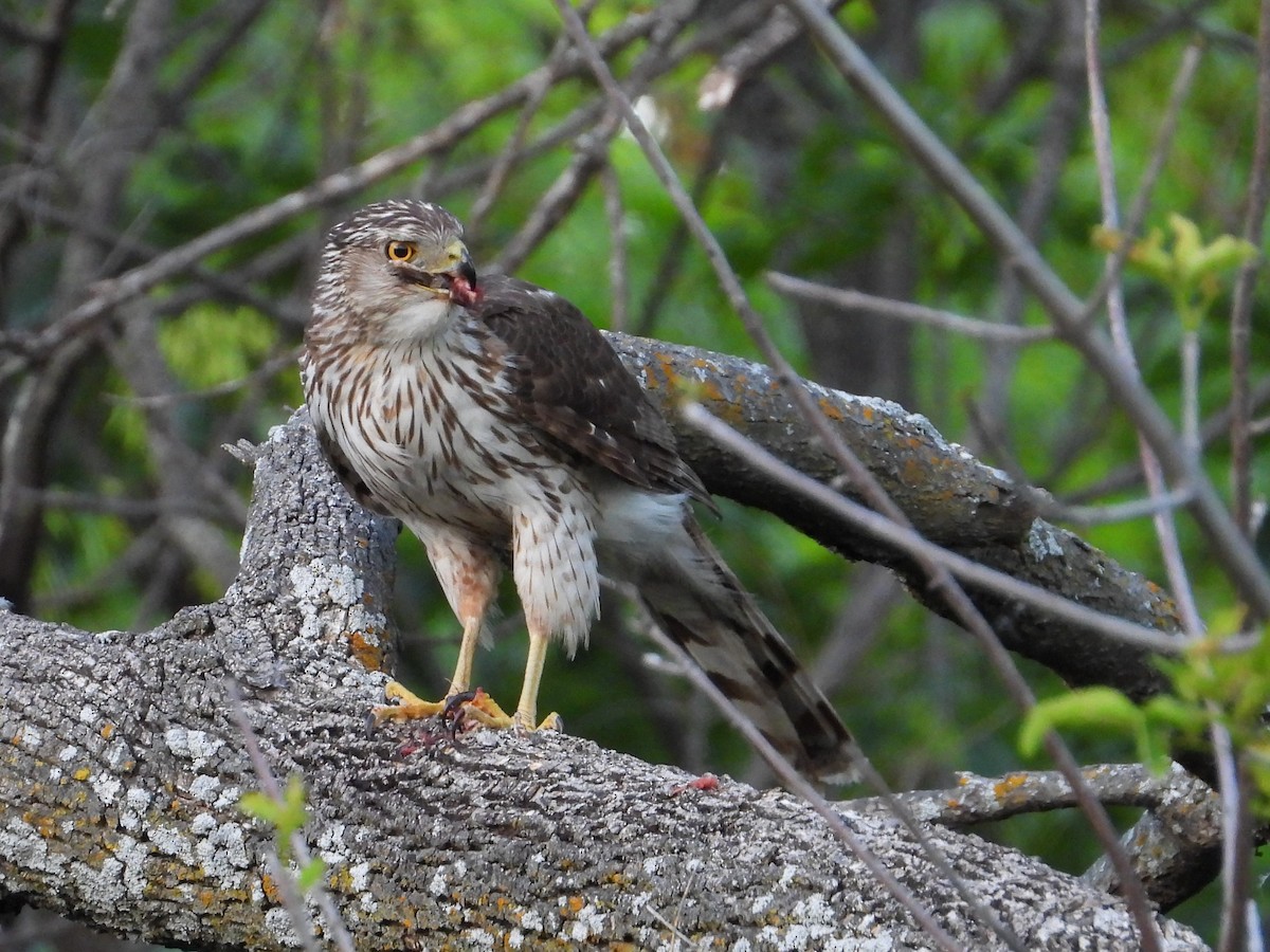 Cooper's Hawk - ML635912346