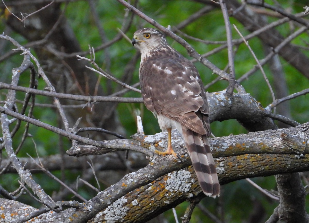 Cooper's Hawk - ML635912478