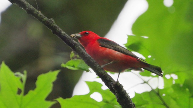 Scarlet Tanager - ML635912572