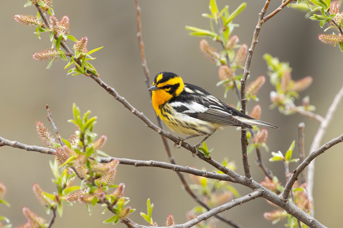 lesňáček jedlovcový - ML635912618