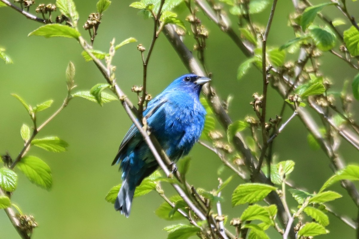 Indigo Bunting - ML635912712