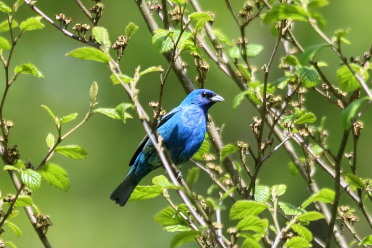 Indigo Bunting - ML635912713