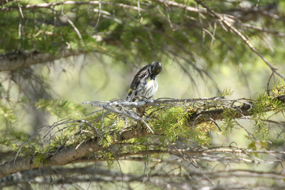 Yellow-rumped Warbler (Myrtle) - ML635912720