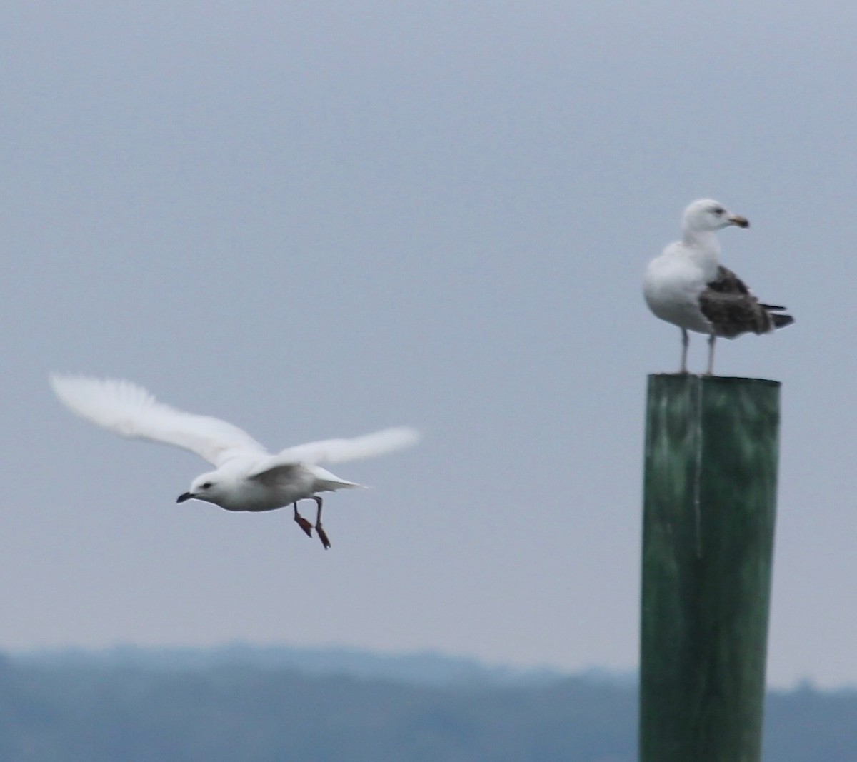 Iceland Gull - ML635912760