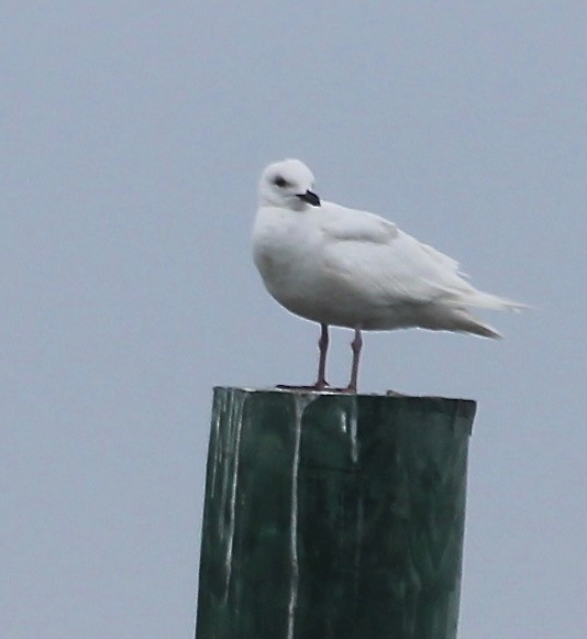 Iceland Gull - ML635912761