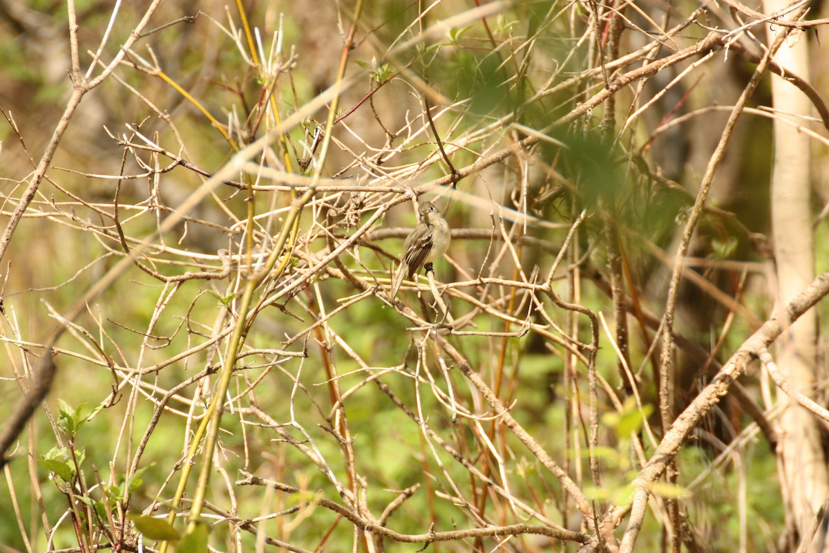 Least Flycatcher - ML635912769