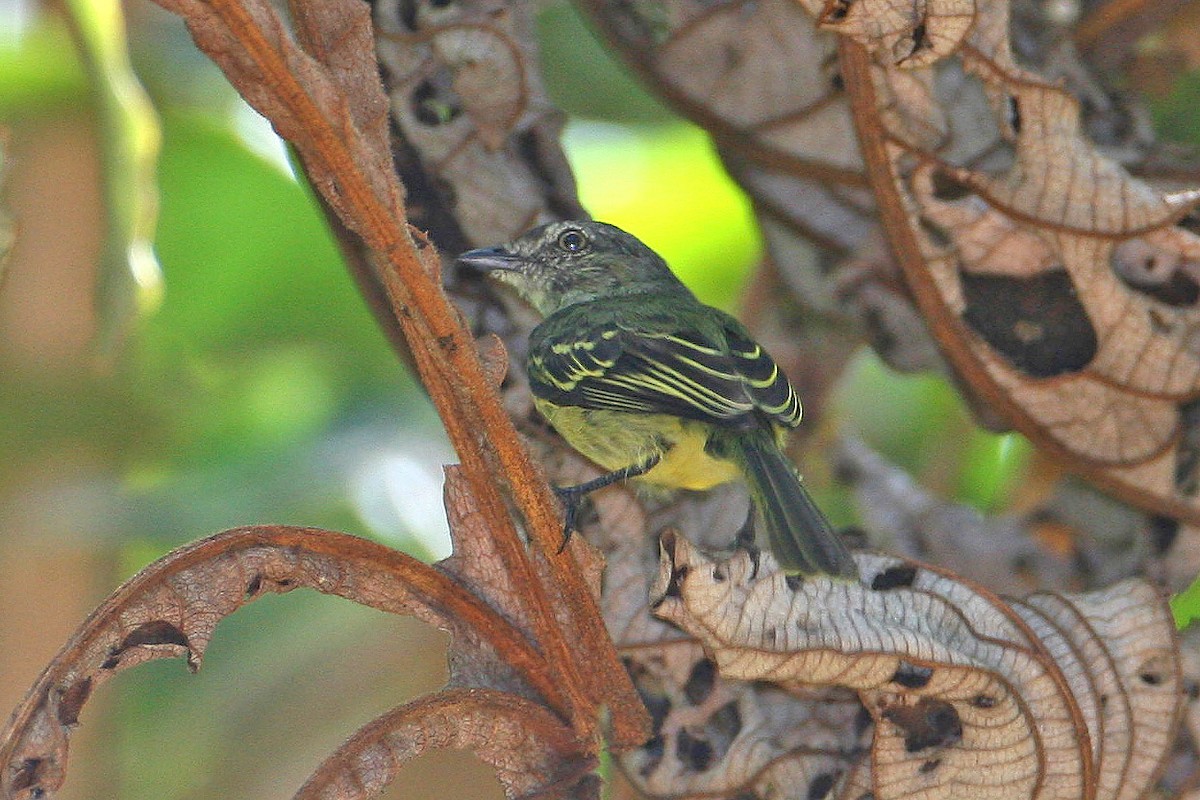 Guianan Tyrannulet - ML635912831