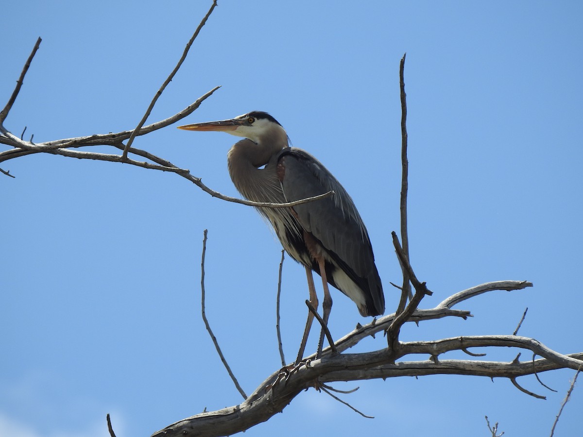 Great Blue Heron - ML635912852