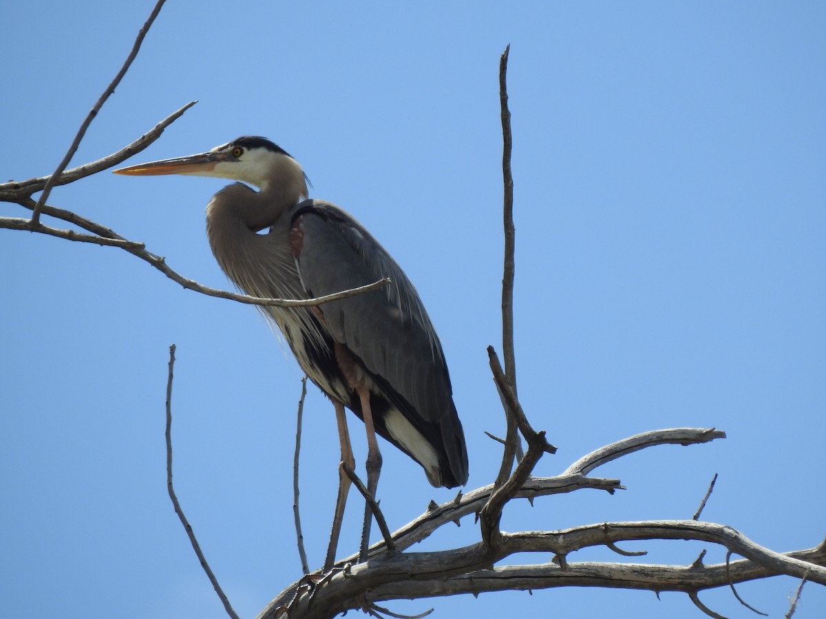 Great Blue Heron - ML635912853