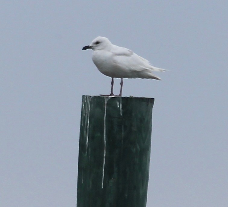 Iceland Gull - ML635912906
