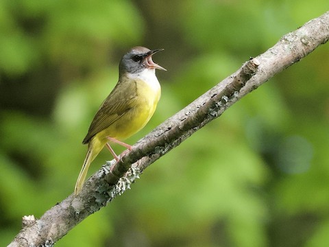 Mourning Warbler x Common Yellowthroat (hybrid) - Geothlypis