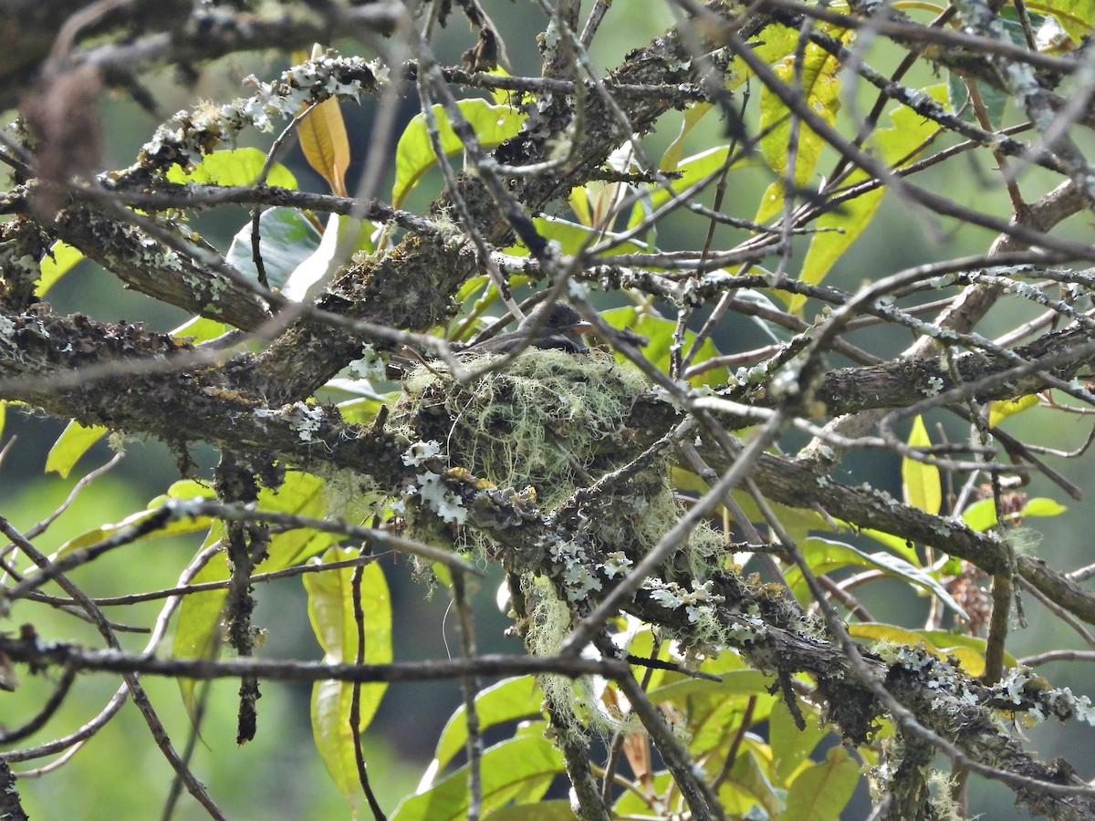 Dark Pewee - ML635913172