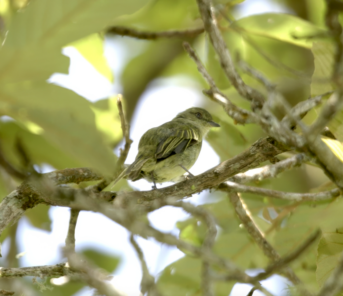 Bolivian Tyrannulet - ML635913211
